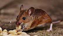 24 Hour & Emergency Exterminators in Blng Spg Lks, NC
